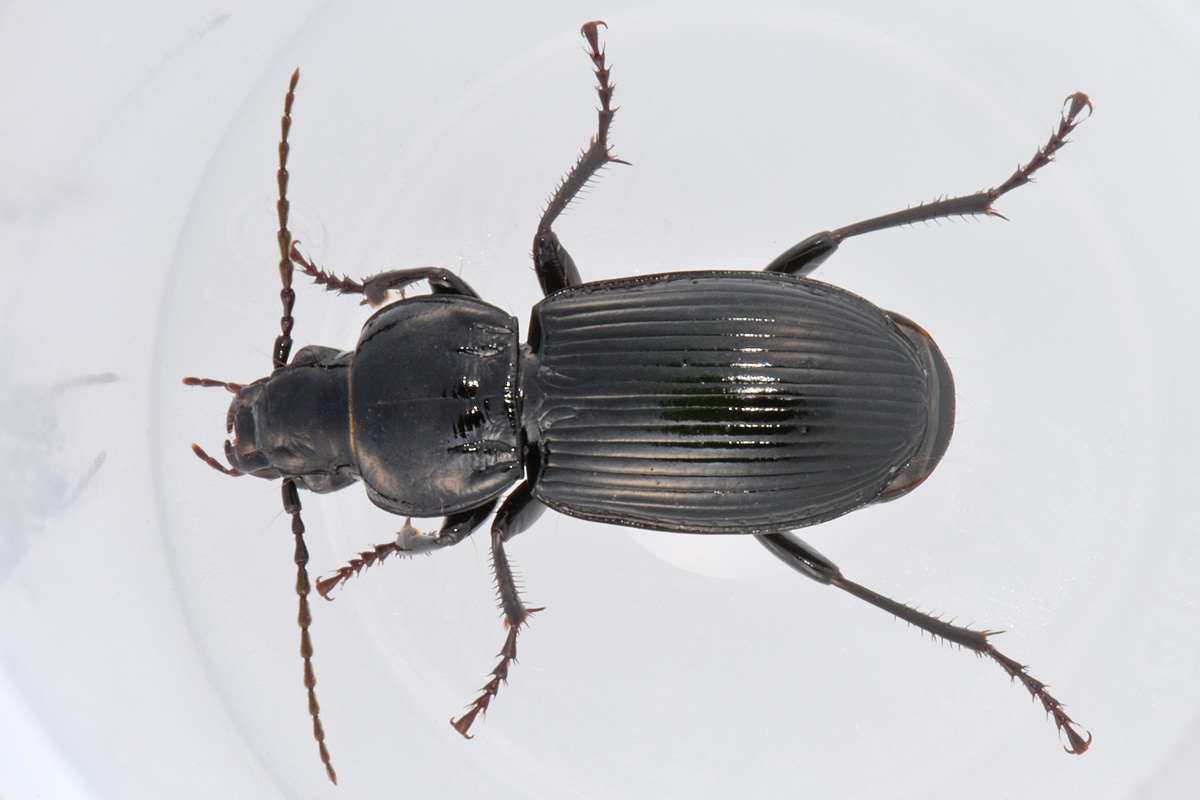 Carabidae: Pterostichus melas?  S, femmina